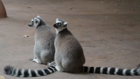 Lemurs sit together and interact at the zoo 库存影片 340497295