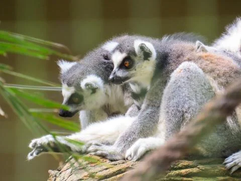 Lemurs sitting on tree in alert position Stock Photos