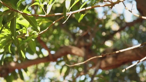 Lemurs on a tree branch Stock Footage 73660541