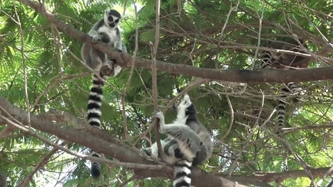 Lemurs on tree Stock Footage 82425922