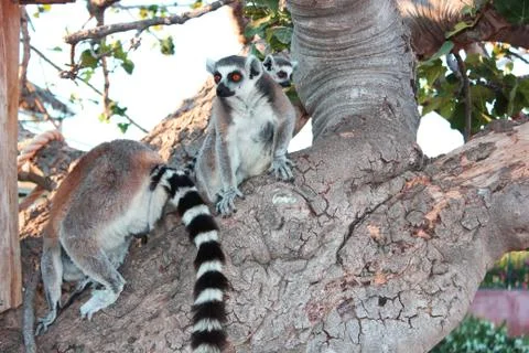 Lemurs in a tree at the zoo Stock-Fotos