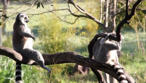 Lemurs in trees Stock Footage 2392285
