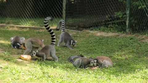 Lemurs from Zoo Stock Footage 24771464