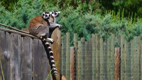 Lemurs in zoo Stock Footage 109115016