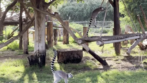Lemurs in zoo Video stock 226991320