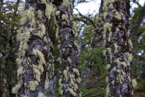 Lenga beech tree forest, Nothofagus Pumilio, Reserva Nacional Laguna Parrillar Foto stock