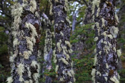 Lenga beech tree forest, Nothofagus Pumilio, Reserva Nacional Laguna Parrillar Foto stock