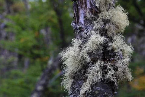 Lenga beech tree forest, Nothofagus Pumilio, Reserva Nacional Laguna Parrillar Stock Photos