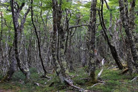 Lenga beech tree forest, Nothofagus Pumilio, Reserva Nacional Laguna Parrillar Stock Photos