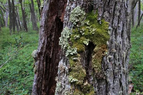 Lenga beech tree forest, Nothofagus Pumilio, Reserva Nacional Laguna Parrillar Stock Photos