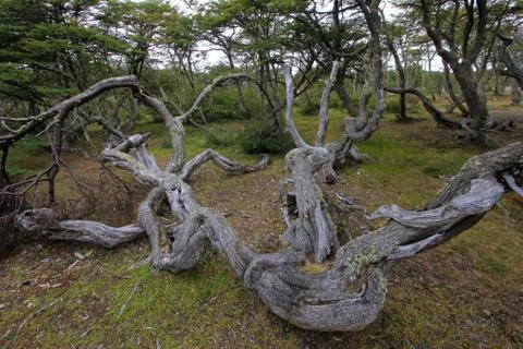 Lenga beech tree forest, Nothofagus Pumilio, Reserva Nacional Laguna Parrillar Stock Photos