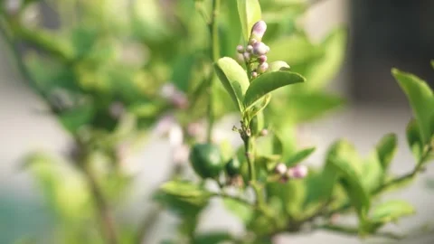 Lenon Meyer Flower Stock Footage 328964076