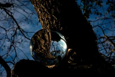 Lens ball in a tree 库存照片