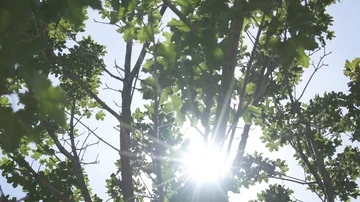 Lens Flair between the Leaves Stock Footage 85630736