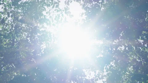Lens flare and sunbeams as bright white light from the sun shines through trees Stock Footage