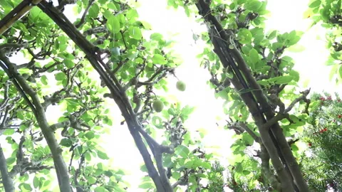 Lens flare apple trees summer Stock Footage 141697433