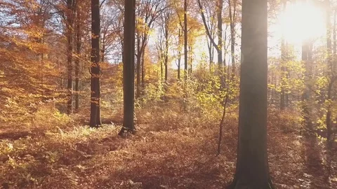 Lens flare in autumn Stock Footage 100329786
