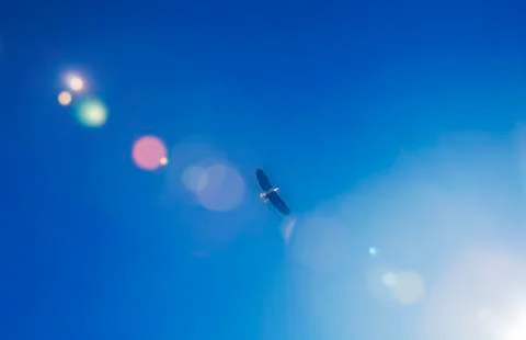 Lens flare with bald eagle Stock Photos