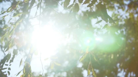 Lens Flare Between Leaves On Tree Видео 129622329