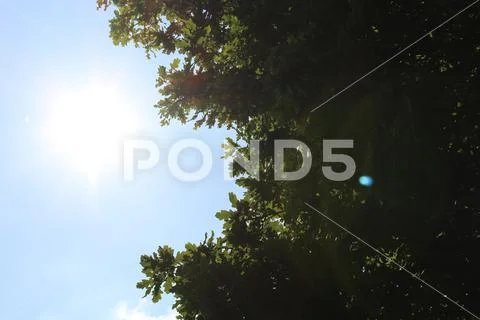 Lens flare in between a tree Stock Photos