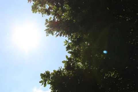 Lens flare in between a tree Stock Photos
