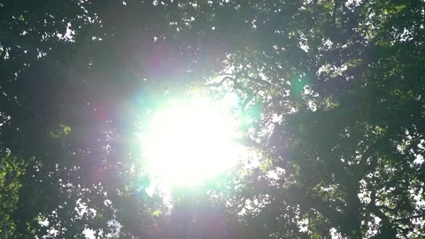 Lens flare between trees in Soho Square, London Stock Footage