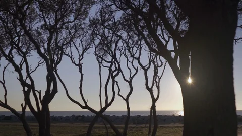 Lens flare between two trees coastal forrest Stock Footage 98458334