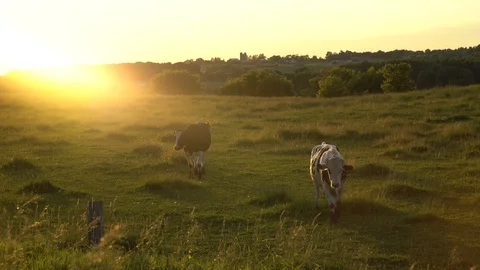 Lens Flare Cows Stock Footage 89548442
