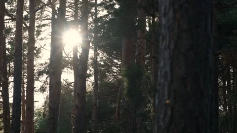 Lens flare effect of golden sunlight shining through pine trees in a forest Stock Footage 339093348