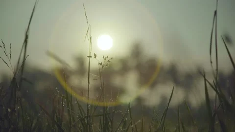Lens Flare Stock Footage 219253364