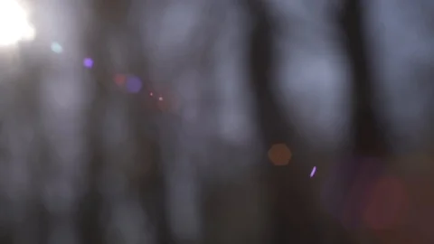 Lens flare in forest Vidéo 105727947