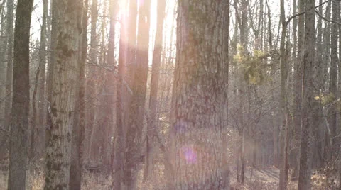 Lens Flare in Forrest Stock Footage 23914650