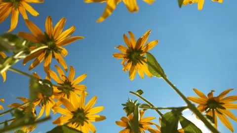 LENS FLARE, LOW ANGLE VIEW Sunlit yellow coneflowers bloom vibrantly against sky 動画素材 275295170