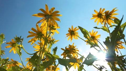 LENS FLARE, LOW ANGLE VIEW: Vibrant yellow coneflowers reaching towards blue sky 動画素材 275295761