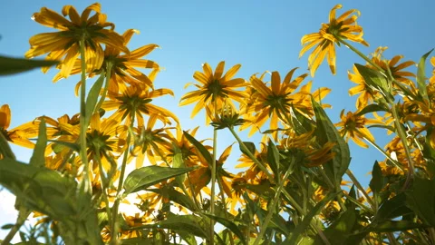LENS FLARE, LOW ANGLE VIEW Sunlit yellow flowers of Echinacea paradoxa in garden Vídeos de archivo 275295917
