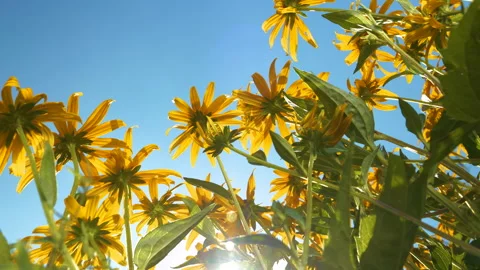 LENS FLARE, LOW ANGLE VIEW: Yellow blooms stretch upwards towards clear blue sky 動画素材 275296183