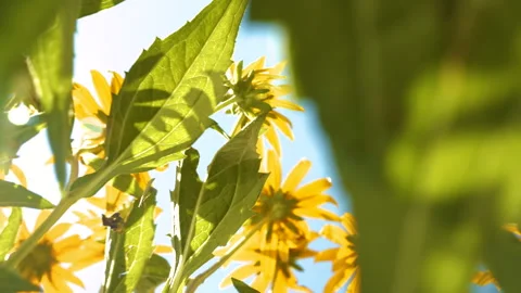 LENS FLARE, LOW ANGLE VIEW: Green leaves reveal sunlit yellow coneflower petals 動画素材 275296221
