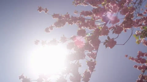 Lens flare with out of focus cherry blossoms on a big blue sky Video stock 130384676