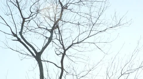 Lens Flare over Marsh Stock Footage 23914878