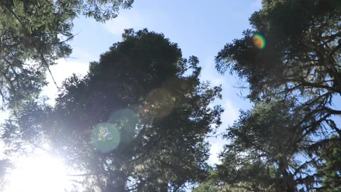 Lens flare pan through old growth trees Stock Footage