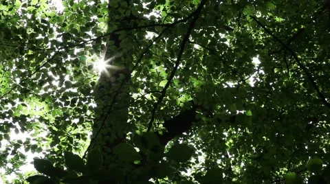 Lens flare shining through trees 스톡 동영상 41454983