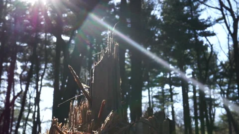 LENS FLARE SPLIT TREE Stock Footage 194046942