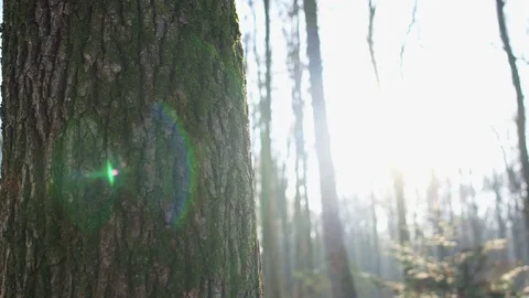 Lens flare from sun shining through trees, snow covered ground, winter, Dolly Stock-Footage 69937863