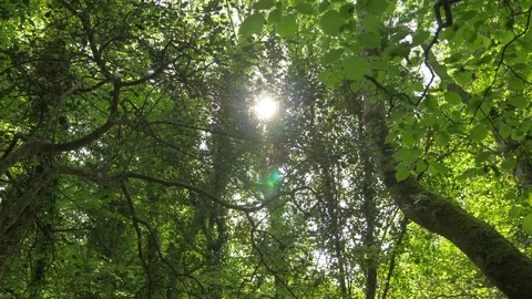 Lens Flare Of Sun Shining Through Trees In Forest Stock Footage 79656420