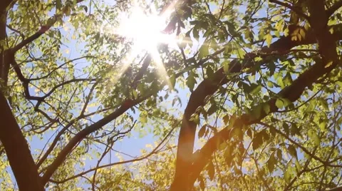 Lens flare with sun through trees Stock Footage