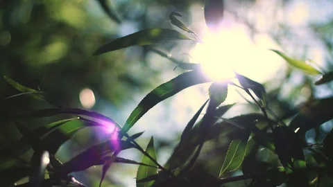 Lens Flare Sun in Trees Video stock 90994767