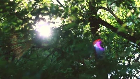 Lens Flare Sun in Trees Video stock 90994773