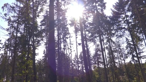 Lens Flare, Sunlight Shining Through Tall Trees In The Forest Stock Footage 79601520