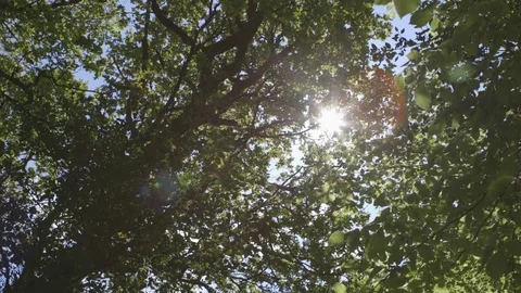 Lens Flare Of Sunlight Streaming Through Branches In Forest Stock Footage 79656277