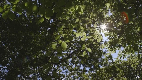 Lens Flare Of Sunlight Streaming Through Branches In Woodland Stock Footage 79678456